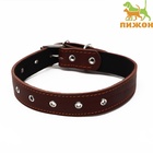 Ошейник кожаный на синтепоне, безразмерный, 71×3.5 см, ОШ 29-62 см, коричневый - Фото 2