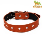 Ошейник кожаный на синтепоне, безразмерный, 71 х 3,5 см, ОШ 29-62 см, оранжевый - Фото 2