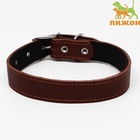 Ошейник кожаный на синтепоне, 70 х 3,5 см, ОШ 45-60 см, коричневый - Фото 2