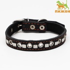 Ошейник кожаный на синтепоне украшенный, безразмерный, 47×2 см, ОШ 28-39 см, чёрный - Фото 2