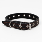 Ошейник кожаный на синтепоне украшенный, безразмерный, 47×2 см, ОШ 28-39 см, чёрный - Фото 3