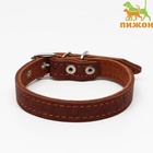 Ошейник кожаный двухслойный, 46×2 см, ОШ 25-35 см, коричневый - Фото 2