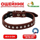 Ошейник украшенный, 45×2 см, ОШ 25-35 см, на синтепоне, кожа, коричневый - Фото 1