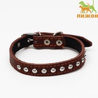 Ошейник украшенный, 45×2 см, ОШ 25-35 см, на синтепоне, кожа, коричневый - Фото 2