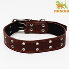 Ошейник кожаный на синтепоне, безразмерный, 83×4.5 см, ОШ 20-71 см, коричневый - Фото 2