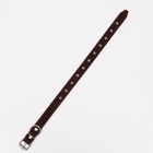 Ошейник кожаный на синтепоне, безразмерный, 65×3 см, ОШ 22-55 см, коричневый - Фото 4