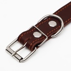 Ошейник кожаный на синтепоне, безразмерный, 65×3 см, ОШ 22-55 см, коричневый - Фото 5