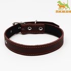 Ошейник кожаный на синтепоне, 65×3 см, ОШ 40-55 см, коричневый - Фото 2