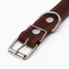 Ошейник кожаный на синтепоне, 65×3 см, ОШ 40-55 см, коричневый - Фото 5