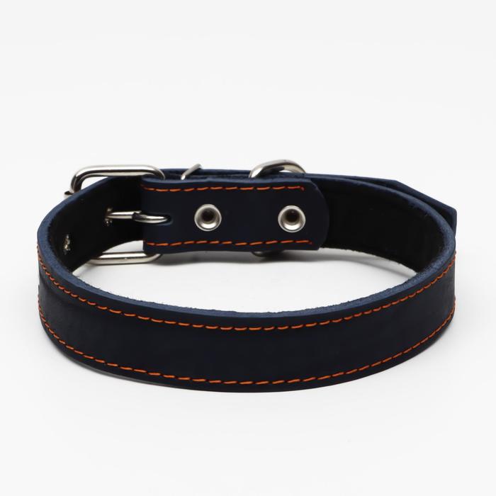 Ошейник кожаный на синтепоне, 65 х 3 см, ОШ 40-55 см, синий - Фото 1