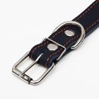 Ошейник кожаный на синтепоне, 65 х 3 см, ОШ 40-55 см, синий - Фото 4