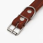 Ошейник кожаный "Строгий шип", 65 х 3 см, ОШ 40-55 см, коричневый - Фото 5