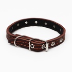 Ошейник кожаный на синтепоне, безразмерный, 37 х 1.5 см, ОШ 21-31 см, коричневый - Фото 3