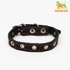 Ошейник кожаный однослойный, безразмерный, 37×1.5 см, ОШ 21-32 см, чёрный - Фото 2