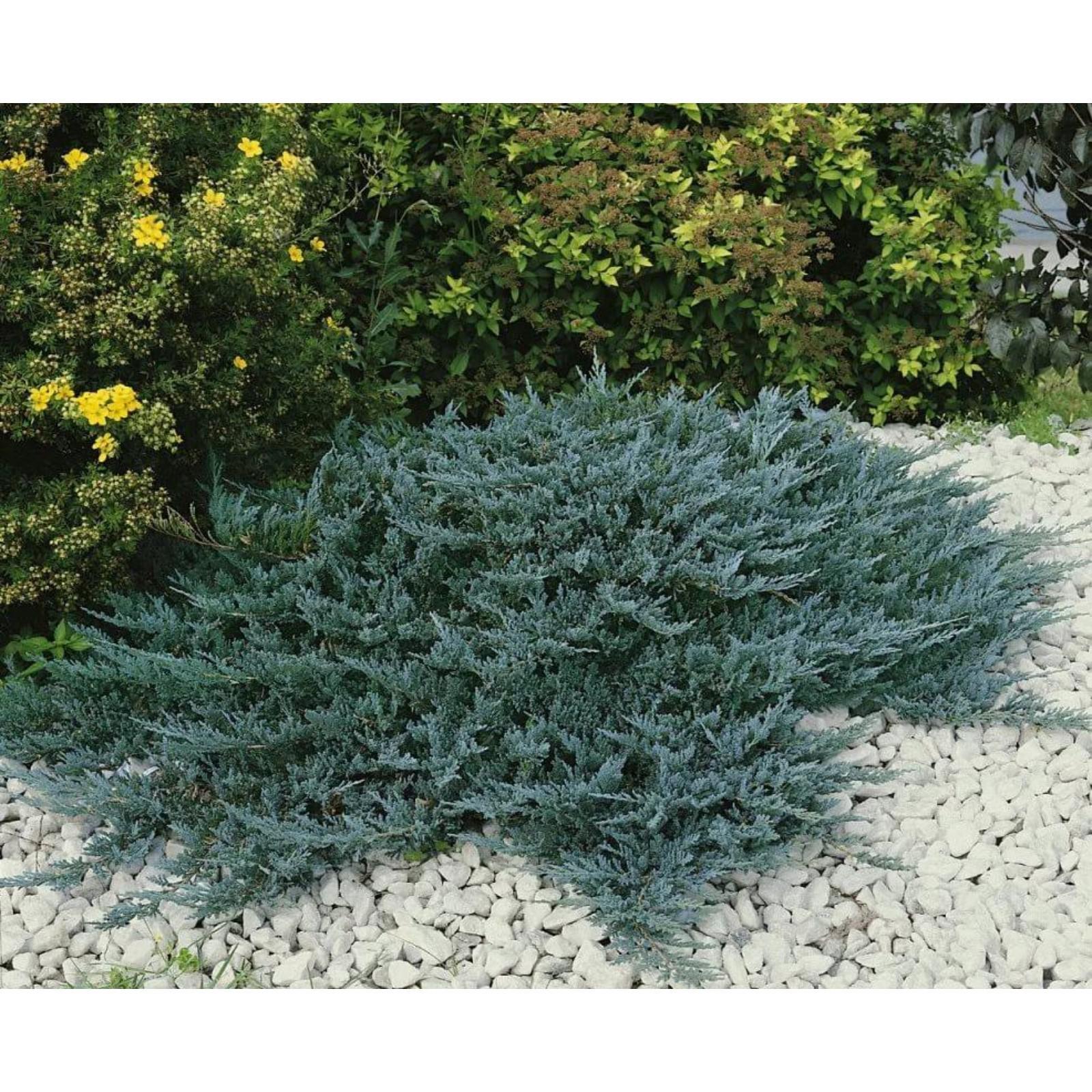 Можжевельник горизонтальный андорра компакт. Мож под. Можжевельник тамарисцифолия. Мож под. Мож под.