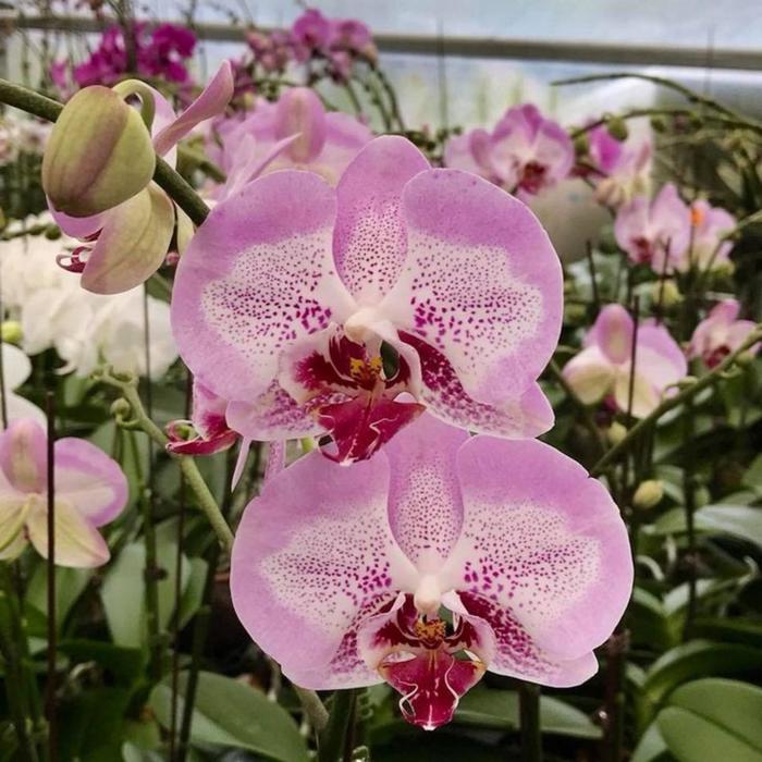 Dtps.Leopard Prince. Фотография из альбома ОПРЕДЕЛИТЕЛЬ СОРТОВ ФАЛЕНОПСИСОВ Ч.1