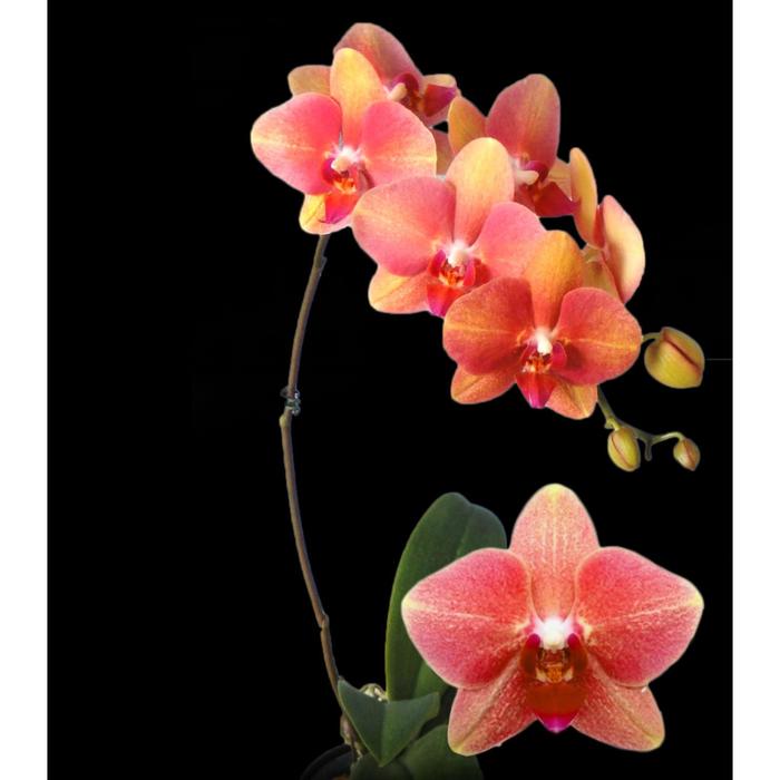 Фаленопсис Horng Ling Exotica 2,5 - Фото 1