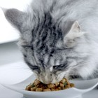 Влажный корм Purinа One для стерилизованных кошек, курица/фасоль, 75 г - Фото 9