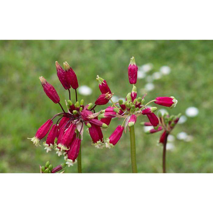 Дихелостемма Пинк Диамонд (3 луковицы) - купить в интернет-магазине по низкой це