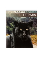 Тетрадь «Дикие кошки», 48 листов, в клетку, МИКС - Фото 7