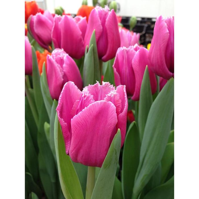 Лувр тюльпан фото Лувр тюльпан фото