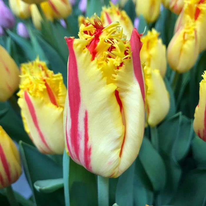 Party clown тюльпан фото и описание Party clown тюльпан фото и описание