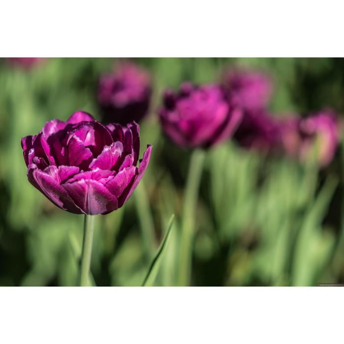 Пурпл пиони тюльпан фото Пурпл пиони тюльпан фото