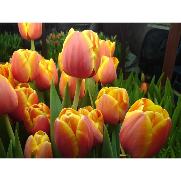 Тюльпан Triple A (1шт.) - купить в интернет-магазине по низкой цене на Яндекс Ма