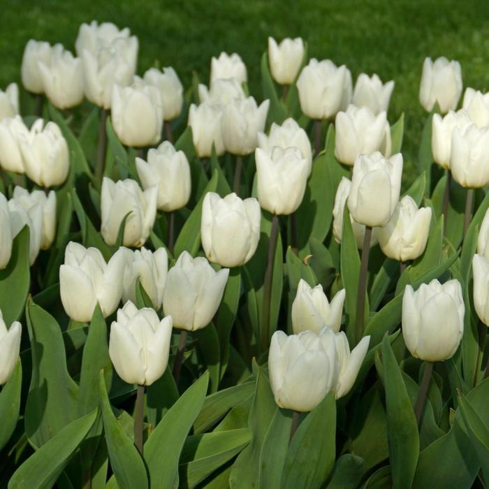 Вайт принц тюльпан фото Вайт принц тюльпан фото