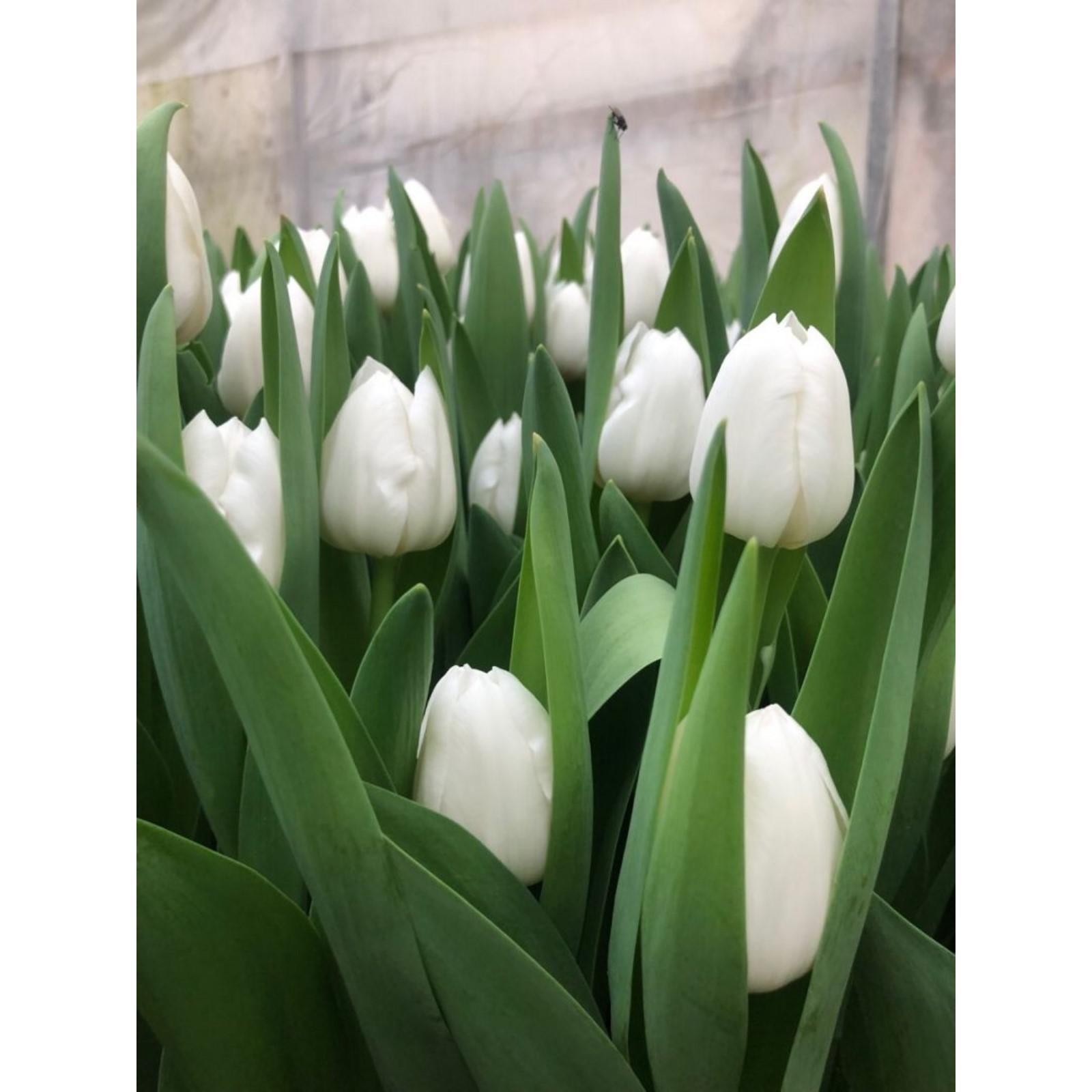 Айс риф тюльпан фото Айс риф тюльпан фото