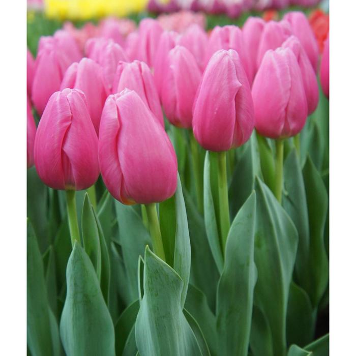 Тюльпан Джамбо Пинк