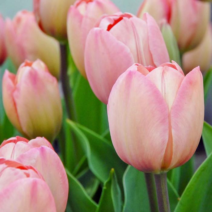 Ван эйк тюльпан фото Ван эйк тюльпан фото