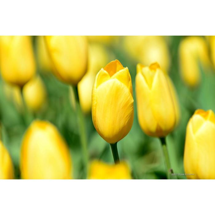 Тюльпан нови сун. Тюльпан гранд перфекшн. Novi sun. Tulipa novi sun. Novi sun.