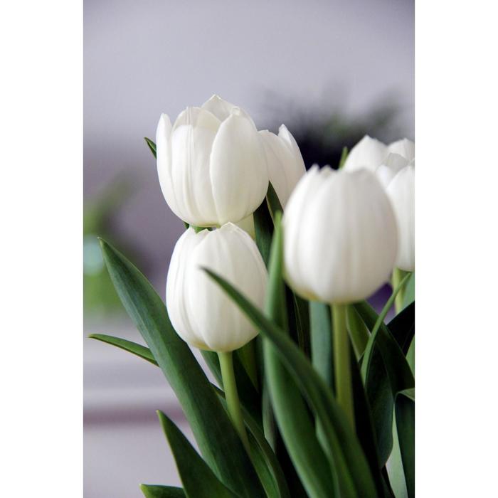 Tulip Hakuun авторское фото BUFL.RU