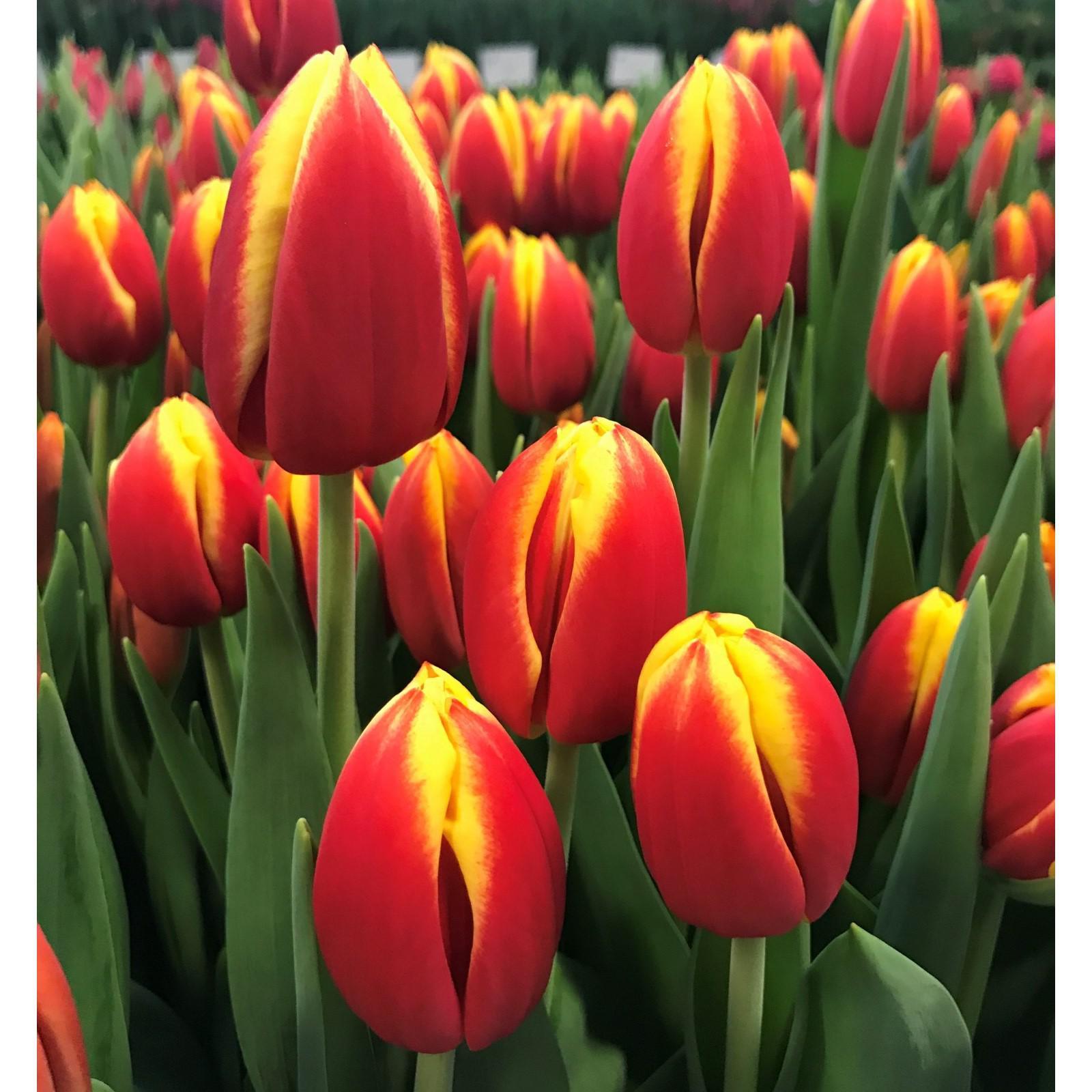 Dow jones тюльпан фото Dow jones тюльпан фото