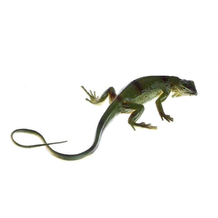 Фигурка животного «Рептилия», МИКС - фото 1883721699