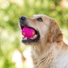 Квакающий мяч для собак, жёсткий, 7,5 см, розовый - Фото 5