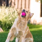 Квакающий мяч для собак, жёсткий, 7,5 см, розовый - фото 9194471