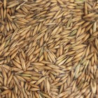 Семена Овёс «Мой Выбор», 0.5 кг (комплект 3 шт) - фото 24439491