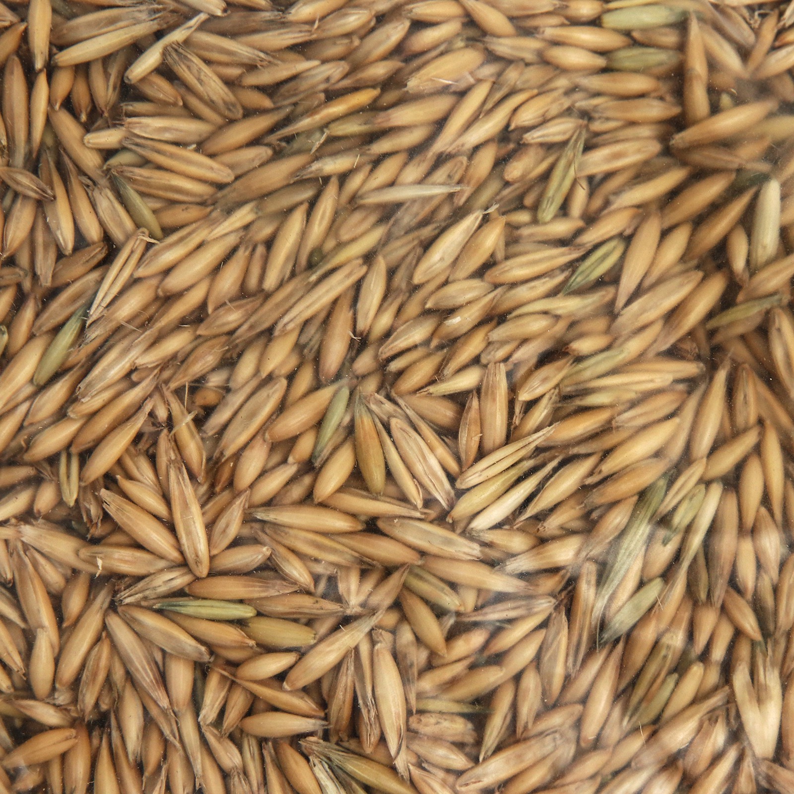 Как выглядят семена овса Как выглядят семена овса