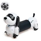 Робот собака «Такса» ZHORYA, на пульте управления, интерактивный: звук, свет, на аккумуляторе, на русском языке - фото 318579520