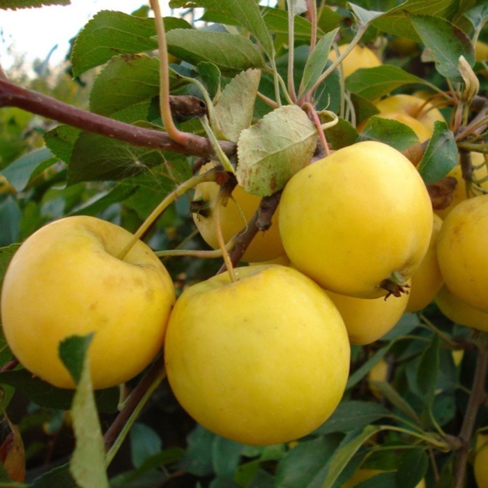 Саженец Яблоня штамбовая (на семенном подвое) ОКС Уральское наливное, 1 шт, Осень 2025 - Фото 1