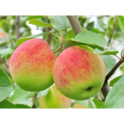 Саженец Яблоня штамбовая ОКС Первоуральское 1 шт. Весна 2026