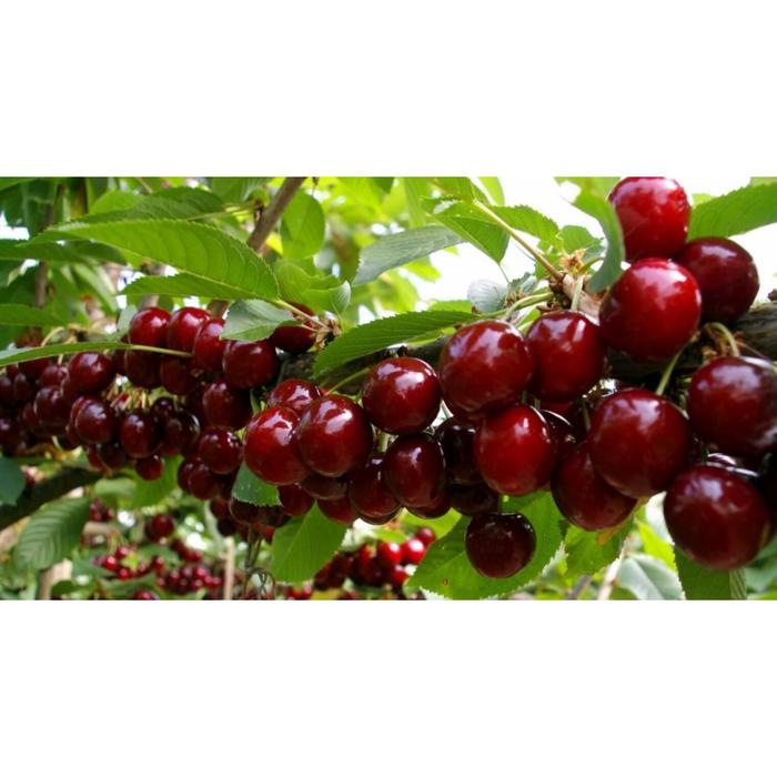 Вишня изобильная фото Вишня изобильная фото