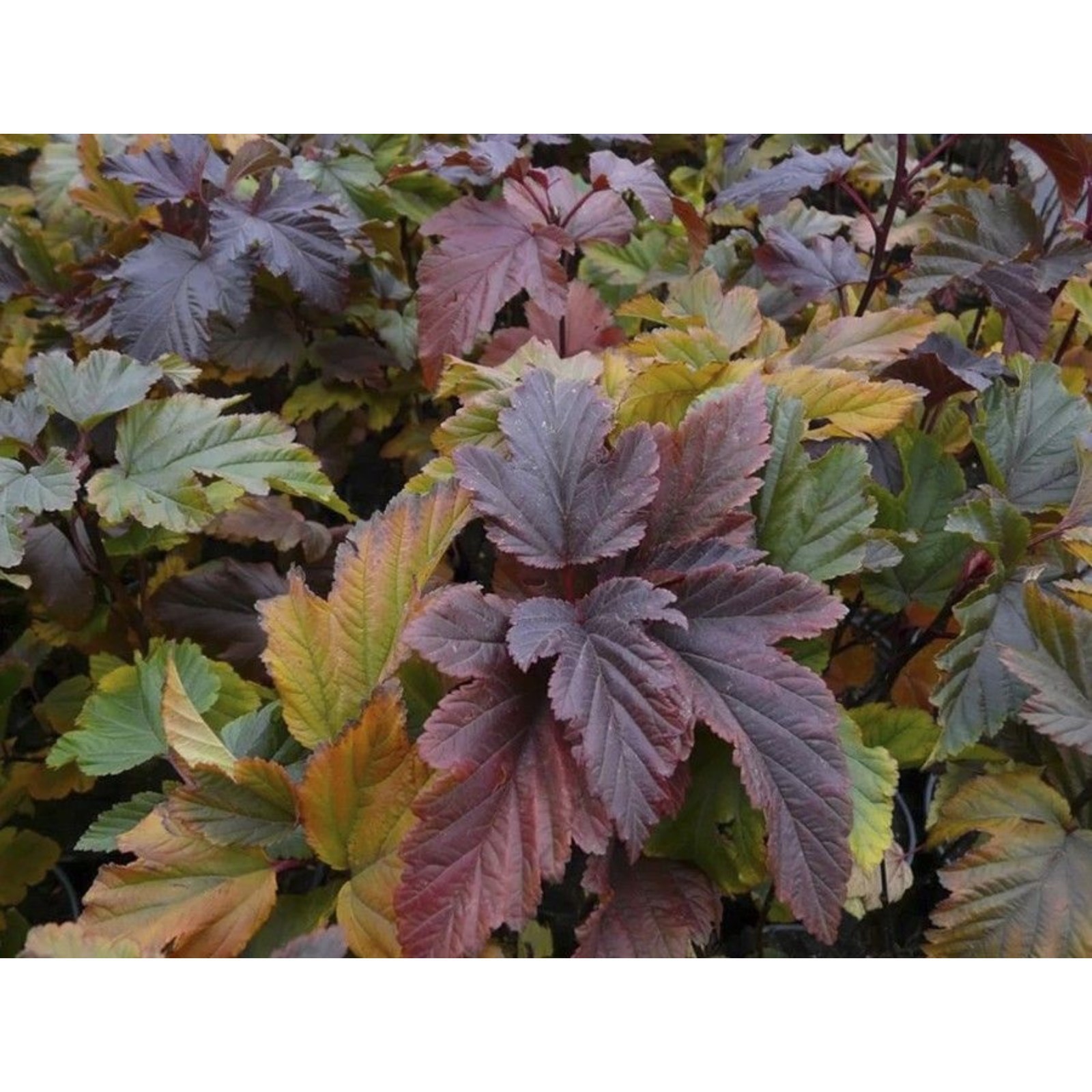 Пузыреплодник ждеховице фото и описание кустарника Пузыреплодник ждеховице фото и описание кустарника