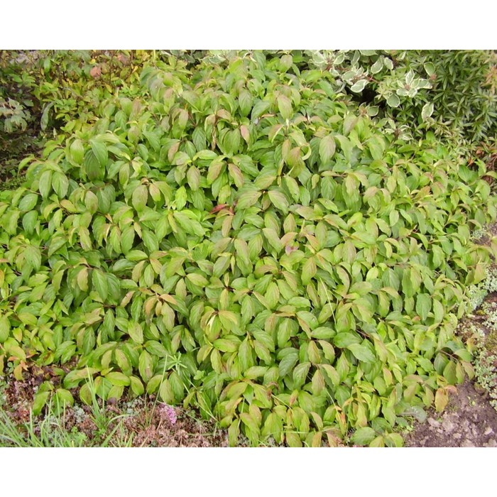 Купить Дерен отпрысковый Флавирамея для сада Выгодные цены, самовывоз, доставка