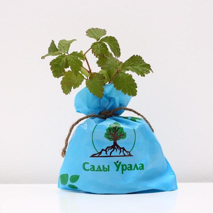 Саженец Княженика (горшок р9) Анна, 1 шт, Осень 2025