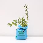 Саженец Спирея (горшок р9) Голдфлейм, 1 шт, Осень 2025 7305181