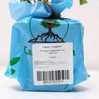 Саженец Спирея (горшок р9) Голдфлейм, 1 шт, Осень 2025 7305181