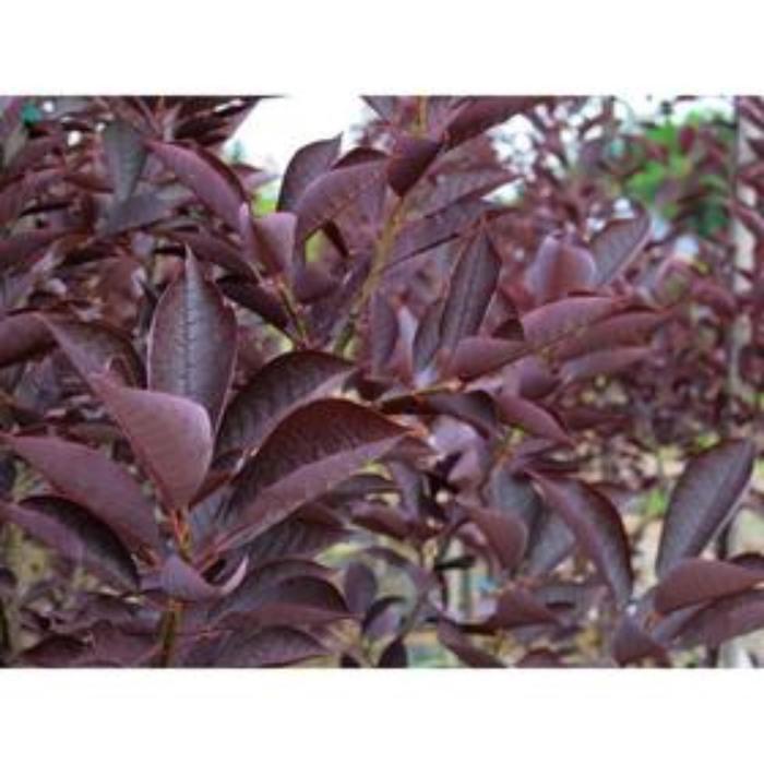 PRUNIER DE PISSARD Prunus cerasifera "pissardi " Trees to plant, Crabapple tree,